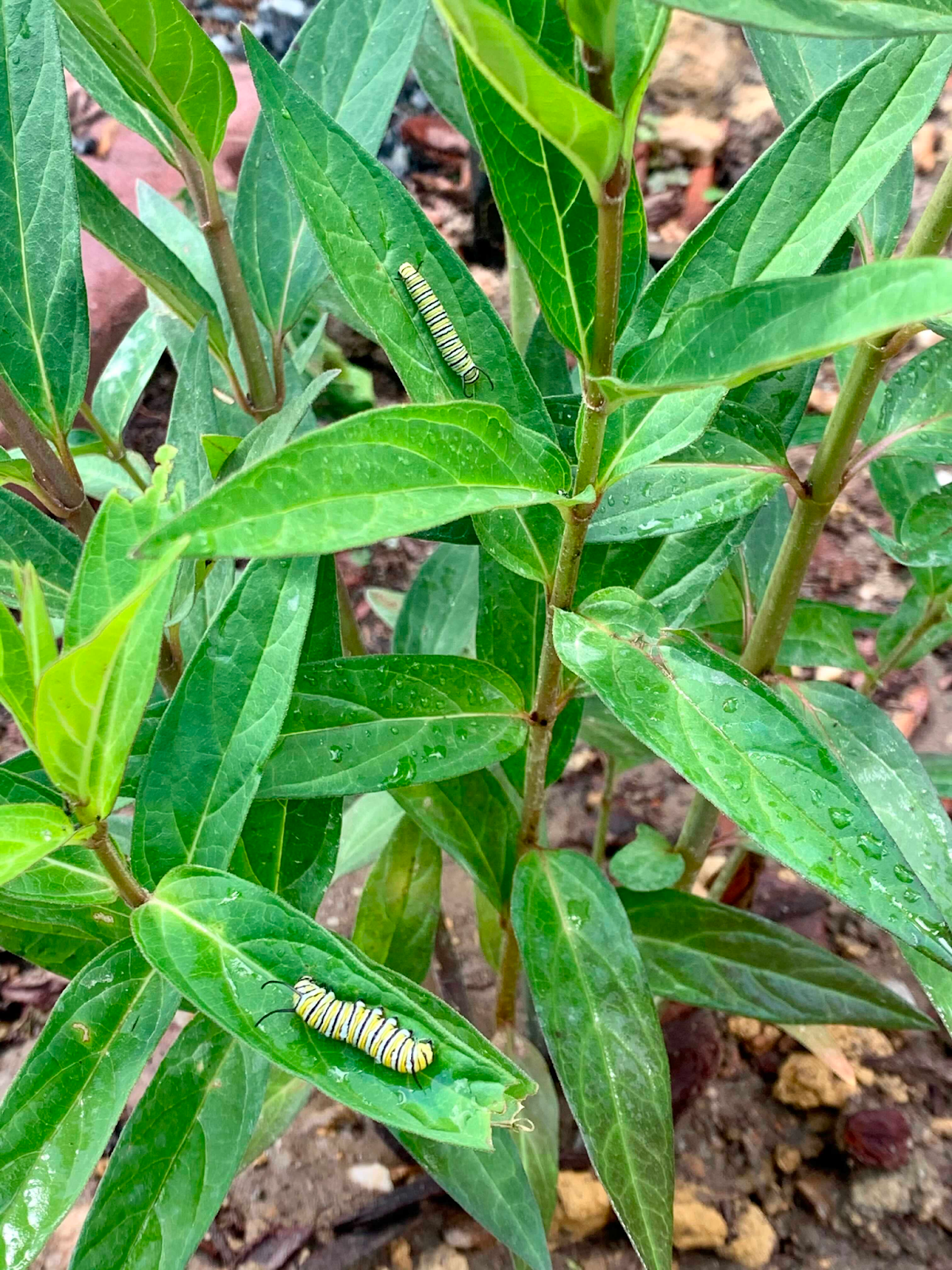 two types of milkweed for the monarch butterflies