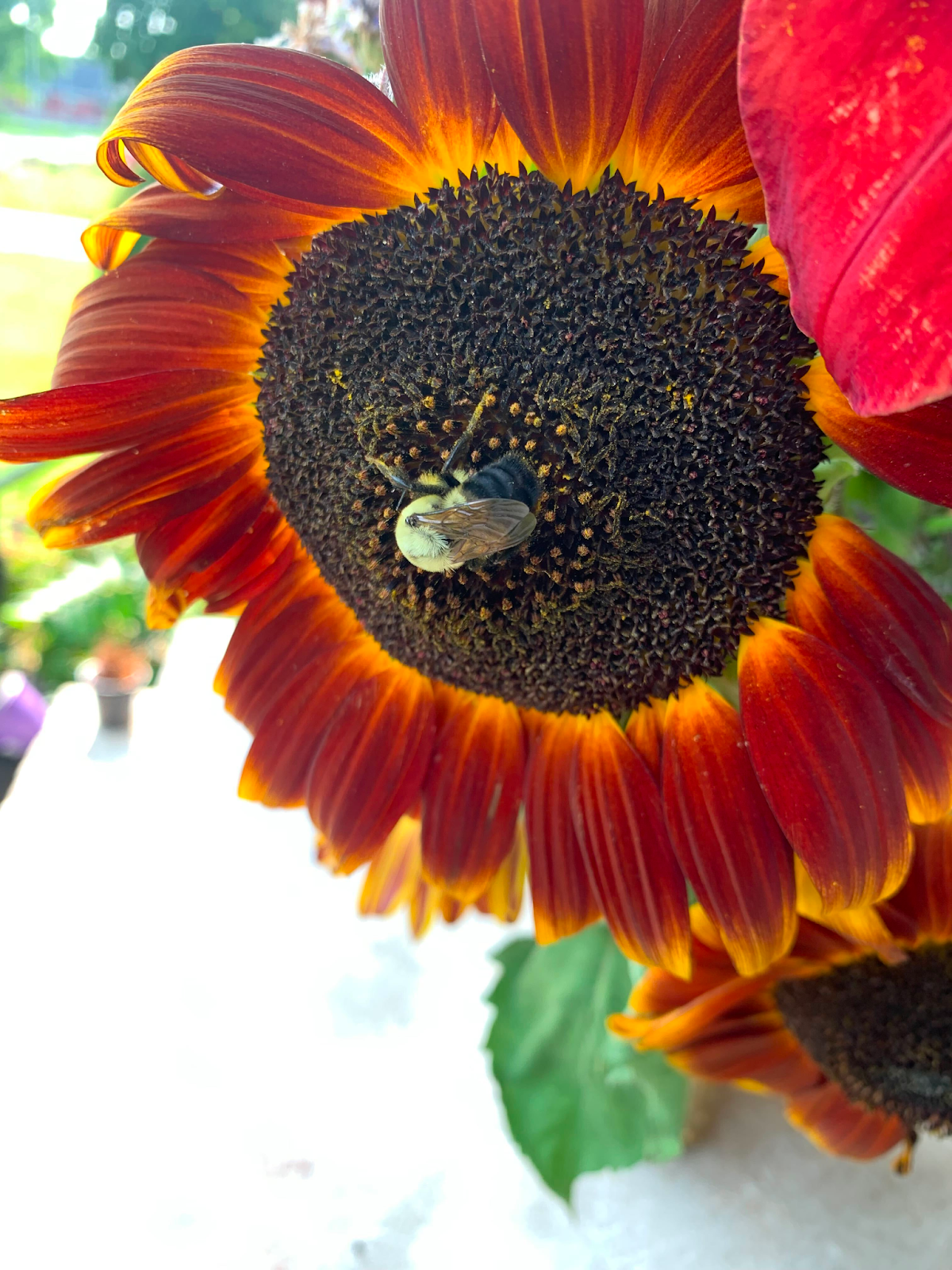 A big sunflower with a bee during Earth Day 2022 with Team Provar